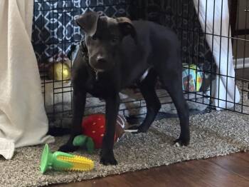 Golden Retriever and Pit Bull Terrier Dogs Available for Adoption - Leprechaun | PetCurious