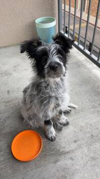 Cattle Dog and Giant Schnauzer Dogs Available for Adoption - Annie Oakley | PetCurious
