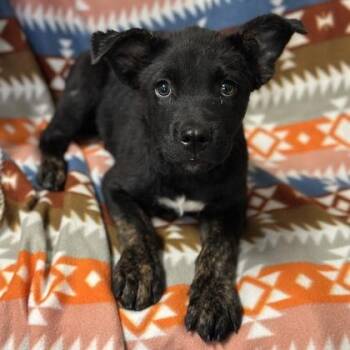 Jude -  Pit Bull Terrier Dog for Adoption in Red Bluff, California - Jude | PetCurious