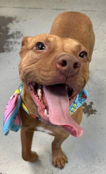 Pit Bull Terrier Dogs Available for Adoption in Vancouver, Washington - Bindi | PetCurious