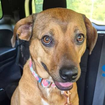 Sissie -  Black Mouth Cur and Mixed Breed Dog for Adoption in Anniston, Alabama - Sissie | PetCurious