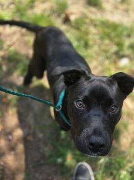 Zoolander -  Retriever and Labrador Retriever Dog for Adoption in Westland, Michigan - Zoolander | PetCurious
