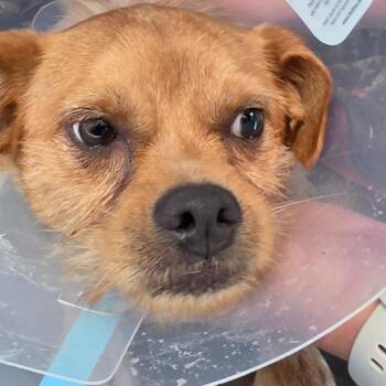 Zuko -  Mixed Breed Dog for Adoption in Leander, Texas - Zuko | PetCurious