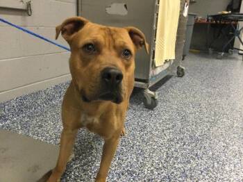 Pit Bull Terrier Dogs Available for Adoption in Thousand Palms, California - SCOOBY | PetCurious