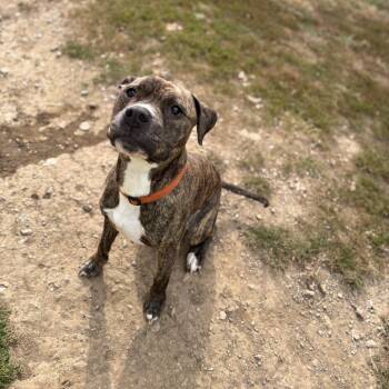 Brody -  Pit Bull Terrier and Mixed Breed Dog for Adoption in Marshalltown, Iowa - Brody | PetCurious
