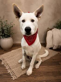 Dimitri -  Husky and Mixed Breed Dog for Adoption in Seagoville, Texas - Dimitri | PetCurious