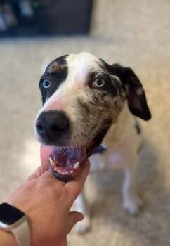 Rescue Catahoula Leopard Dog Dogs for Adoption in Colleyville, Texas - Ernie | PetCurious