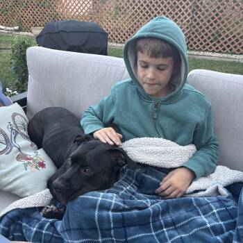 Rescue Pit Bull Terrier Dogs for Adoption in Chicago, Illinois - Frankie | PetCurious