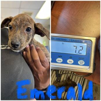 Rescue Rat Terrier and Chihuahua Dogs for Adoption - Emerald | PetCurious