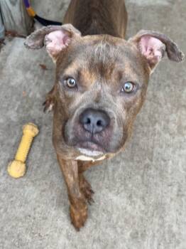Panhandle -  Pit Bull Terrier Dog for Adoption in Chicago, Illinois - Panhandle | PetCurious