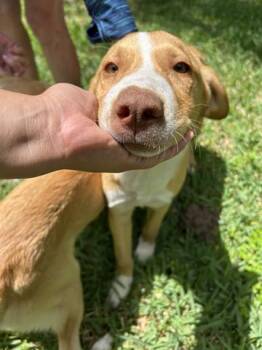 Labrador Retriever and Mixed Breed Dogs Available for Adoption in Houston, Texas - A655374 | PetCurious