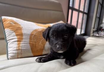 Husky Dogs Available for Adoption in San Antonio, Texas - Azul | PetCurious