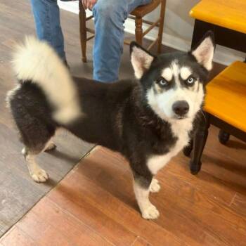 Maverick -  Alaskan Malamute Dog for Adoption in Houston, Texas - Maverick | PetCurious