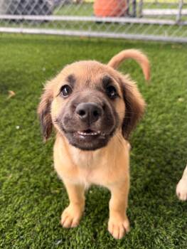 England -  Mixed Breed Dog for Adoption in New York, New York - England | PetCurious