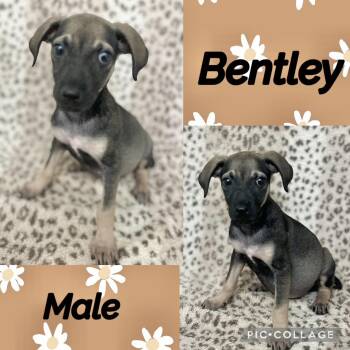 Bentley -  German Shepherd Dog Dog for Adoption in Manchester, Connecticut - Bentley | PetCurious
