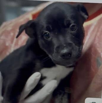 Flannel -  Labrador Retriever Dog for Adoption in Copiague, New York - Flannel | PetCurious