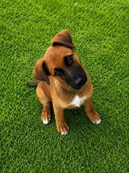 Sasha -  Shepherd and Beagle Dog for Adoption in VERNON ROCKVL, Connecticut - Sasha | PetCurious