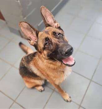 Indigo -  Mixed Breed Dog for Adoption in Nashville, Tennessee - Indigo | PetCurious