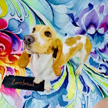 CornBread -  Basset Hound Dog for Adoption in Franklin, North Carolina - CornBread | PetCurious
