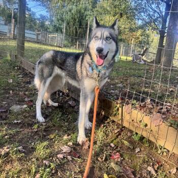 Naevia -  Siberian Husky Dog for Adoption in Phoenixville, Pennsylvania - Naevia | PetCurious