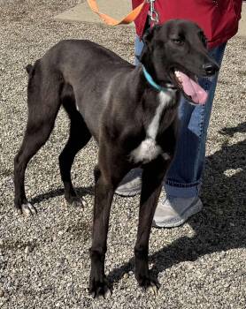 Rescue Greyhound and Coonhound Dogs for Adoption in Westerville, Ohio - Magic | PetCurious