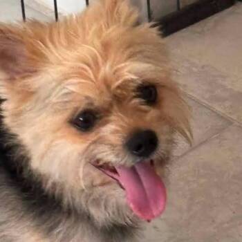 Rex -  Yorkshire Terrier and Pomeranian Dog for Adoption in Brock, Texas - Rex | PetCurious