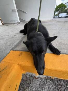 German Shepherd Dog Dogs Available for Adoption in Doral, Florida - OLIVIA | PetCurious
