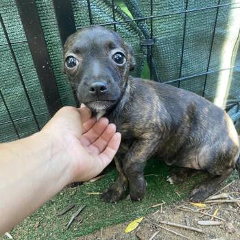 French Bulldog and Chihuahua Dogs Available for Adoption in Escondido, California - Beyonce | PetCurious