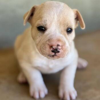 Storm -  Retriever Dog for Adoption in Huntsville, Alabama - Storm | PetCurious