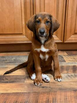 Spaniel and Hound Dogs Available for Adoption - Toast | PetCurious