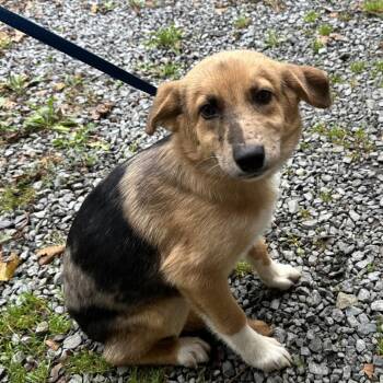 Ozzie -  Australian Cattle Dog Blue Heeler and Mixed Breed Dog for Adoption - Ozzie | PetCurious