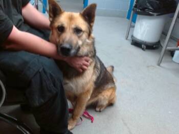 German Shepherd Dog and Mixed Breed Dogs Available for Adoption - MIDAS | PetCurious