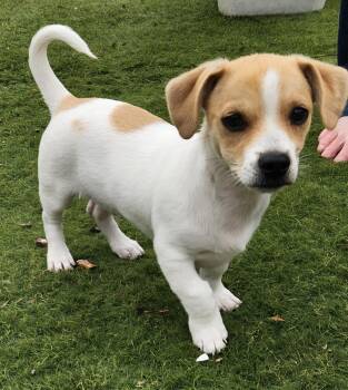 Chihuahua and Yorkshire Terrier Dogs Available for Adoption - Charlie | PetCurious