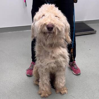 Poodle and Golden Retriever Dogs Available for Adoption - Jimothy | PetCurious