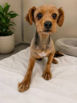 Yorkshire Terrier and Mixed Breed Dogs Available for Adoption in Malvern, Pennsylvania - Presley | PetCurious