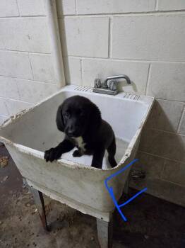 Freedom -  Labrador Retriever Dog for Adoption in Irwin, Pennsylvania - Freedom | PetCurious