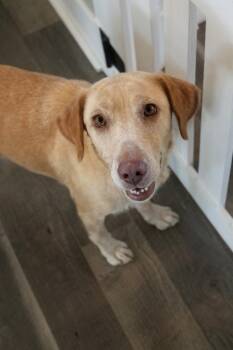 Whitworth -  Mixed Breed and Labrador Retriever Dog for Adoption in Spokane, Washington - Whitworth | PetCurious