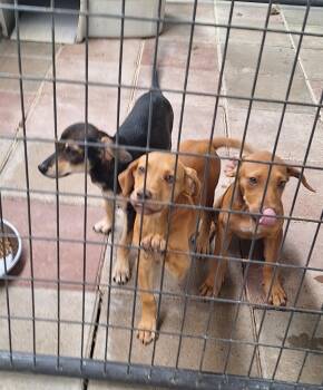 Casey, Lacy & Macy -  Hound Dog for Adoption in Stanton, Kentucky - Casey, Lacy & Macy | PetCurious