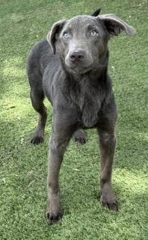 Ridley -  Blue Lacy Dog for Adoption in Red Bluff, California - Ridley | PetCurious