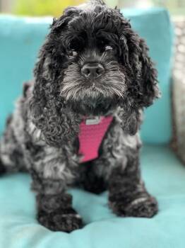 Panther (PA) medical hold -  Cocker Spaniel Dog for Adoption in Seymour, Connecticut - Panther (PA) Medical Hold | PetCurious