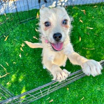 Ari OS NV -  Wire Fox Terrier and Terrier Dog for Adoption in Las Vegas, Nevada - Ari OS NV | PetCurious
