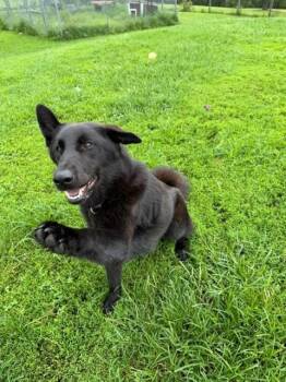 LaVeau -  German Shepherd Dog and Norwegian Lundehund Dog for Adoption in Augusta, West Virginia - LaVeau | PetCurious