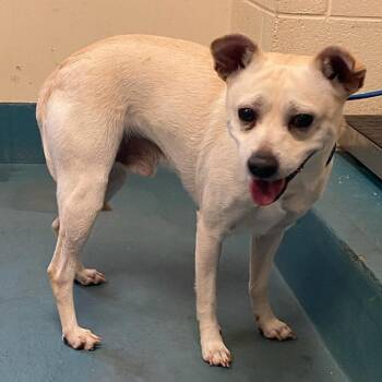 Mixed Breed Dogs Available for Adoption in Memphis, Tennessee - SINCLAIRE | PetCurious