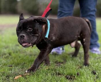 American Bulldog Dogs Available for Adoption - Drago | PetCurious