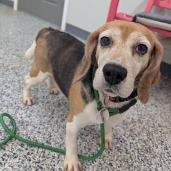 Helen -  Beagle Dog for Adoption in Nowata, Oklahoma - Helen | PetCurious