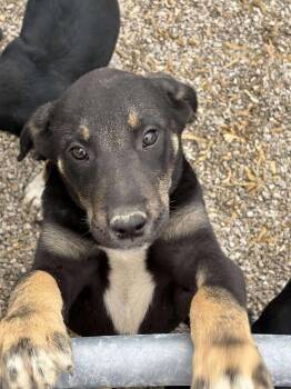 Rescue Siberian Husky and Labrador Retriever Dogs for Adoption in Midway, Utah - Patrick Mahomes | PetCurious