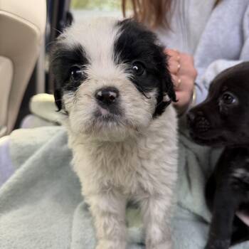 Mixed Breed Dogs Available for Adoption - Dapple | PetCurious
