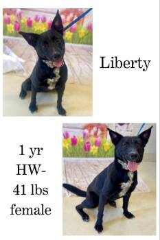 Rescue Mixed Breed Dogs for Adoption in Albany, Georgia - Liberty | PetCurious