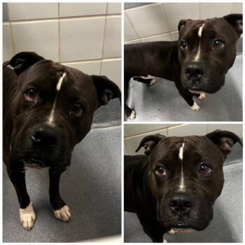 American Staffordshire Terrier Dogs Available for Adoption in San Antonio, Texas - OSIRIS | PetCurious
