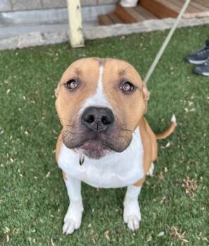 Pit Bull Terrier Dogs Available for Adoption in Phoenix, Oregon - Shortcake | PetCurious